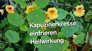 Kapuzinerkresse einfrieren Heilwirkung [upl. by Onitram]