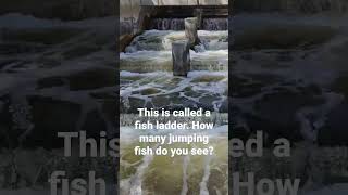 Amazing Fish Ladder Witness Spectacular Jumping Fish in Action [upl. by Leilamag]