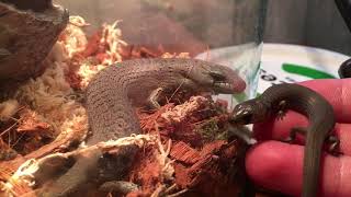 She Oak Skinks love their babies [upl. by Loux]