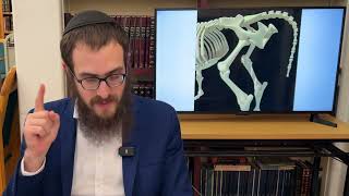 Rambam Hilchos Issurei Mizbeach Chapter 2 • Rabbi Yossi Lipskier [upl. by Tavis]