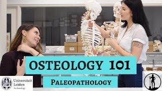 OSTEOLOGY 101 Paleopathology  Part 4 of 5  Dig it With Raven X Leiden University Archaeology [upl. by Imefulo167]