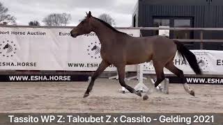 Tassito WP Z Taloubet Z x Cassito  Gelding 2021 [upl. by Anib]