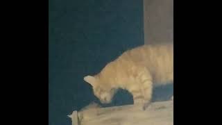 Howling cats of Egypt 😻😻travel cat catlover catshorts cats catvideos catlover catlovers [upl. by Eimma363]