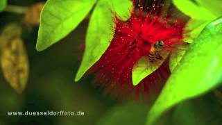 Macro Micro  Photography on a Nikon 55mm F28 AIs [upl. by Eleaffar965]