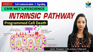 INTRINSIC PATHWAY OF APOPTOSIS Part3  CSIR NET  GATE  MSc  BSc [upl. by Hairej]