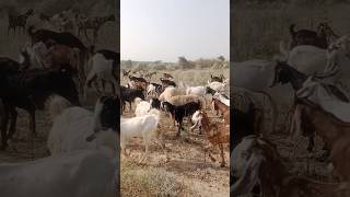 A group of goats are eating grass in the forest [upl. by Hannover]