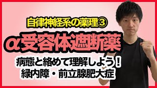 【自律神経系の薬理③】α１受容体遮断薬のを病態と絡めて理解しよう！（前立腺肥大や緑内障） [upl. by Esiuolyram808]