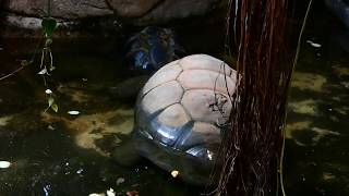 Paarung der Seychellen Riesenschildkröte Aldabrachelys gigantea im Wasser Zoo Schönbrunn – FZ82 [upl. by Lu699]