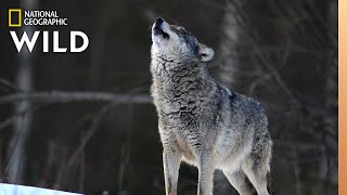 Wolves 101  Nat Geo Wild [upl. by Newel]