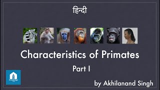 Characteristics Of Primates  भाग १  हिन्दी । UPSC Anthropology Optional [upl. by Butte]