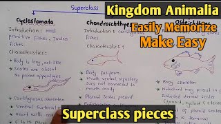 Superclass Pieces  Class cyclostomata  Class Chondrichthyes  Class Osteichthyes  Class 1st year [upl. by Oneal]