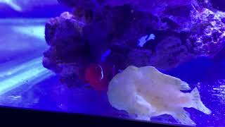 Frogfish hunting defective maroon clownfish [upl. by Ahsienak]