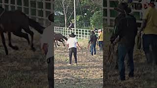 ESTRENANDO MANILA shortvideo caballos vaqueros tcaballoscorriendo toros [upl. by Childs]