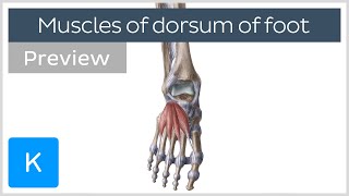 Muscles of the Dorsum of the Foot preview  Human Anatomy  Kenhub [upl. by Aric]