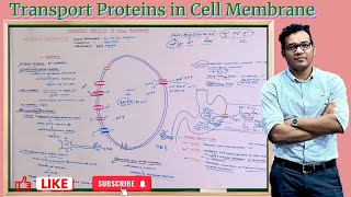 Transport Protein in Cell Membrane [upl. by Aneehsram]