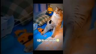 Did you feel the pain shortsfeed memes funnymemes catmemes gain97 youtubeshorts viral trend [upl. by Sholley]