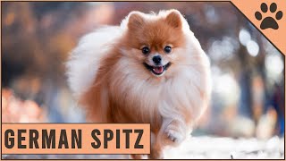 German Spitz  Everything you need to know [upl. by Hgielhsa]