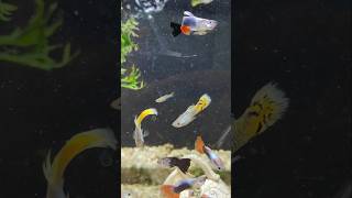 Guppys Fisch Aquarium Schleierschwanz [upl. by Anohsal]