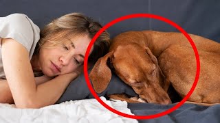 Why Does Your Dog Sleep with You What Your Dogs Sleep Spot Reveals About Your Bond 🔥 [upl. by Rafferty]