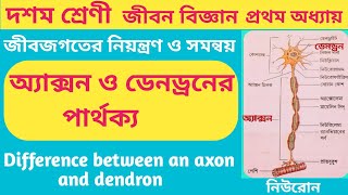 অ্যাক্সন ও ডেনড্রনের পার্থক্য9 টিDifference between an axon and dendron cls10 lifescience chp1 [upl. by Burl614]