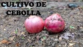 Cultivo Cultivar cebolla roja  Tu Profe TV [upl. by Aramas]