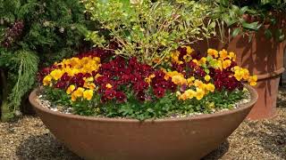 How to plant up a container containergardening containergarden gardenideas gardentips [upl. by Euell]