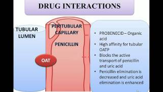 Probenecid and penicillin combination explained in animation [upl. by Einnus364]