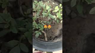 How grow tomato tree [upl. by Mirabel]