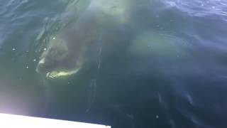 Huge Shark Lurks Just Below Surface Near Fishermens Boat Off Cape Cod [upl. by Lamahj]