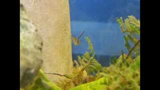 Mosquitofish Gambusia affinis Slideshow [upl. by Anirdna362]