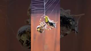 Slow motion footage of spider wrapping its prey [upl. by Alviani9]