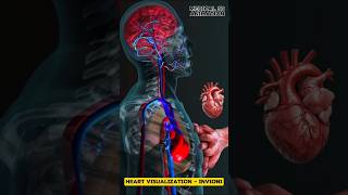 Heart Visualization  Invioni medical animation 3d short [upl. by Helsell]