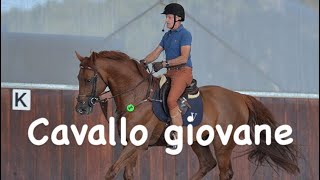 Come inizializzare positivamente un cavallo al lavoro in piano [upl. by Onyx]