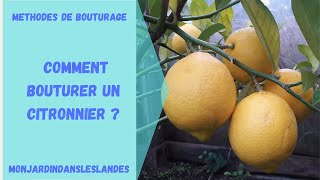 Comment bouturer un citronnier   Monjardindansleslandes [upl. by Langbehn]