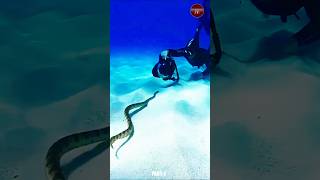 Belchers sea snake  worlds most dangerous snakes shorts PART1 [upl. by Stoat]