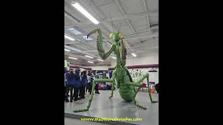 Mantis Muse Beauchamp College Master Derek Frearson [upl. by Zebadiah923]