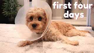 Cavapoo Puppy Spay Experience  What to Expect and Our Decision [upl. by Nnylhtak]