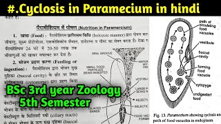 Nutrition in Paramecium  Cyclosis in Paramecium  BSc 3rd year Zoology 5th Semester [upl. by Euqinomod780]