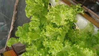 checkout my Hydroponically grown lettuc [upl. by Liliane626]