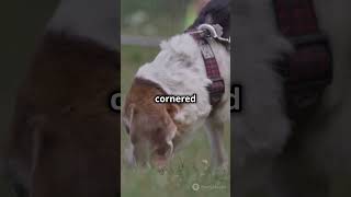 Dog Detective Crime Solver in the City shortsvideo dog doglover [upl. by Ynnaej]