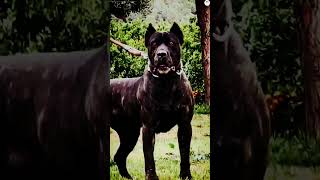 Dogo Argentino vs Presa Canario Cane corso Alabai Bite force comparison shorts ytshorts dogs [upl. by Nive]