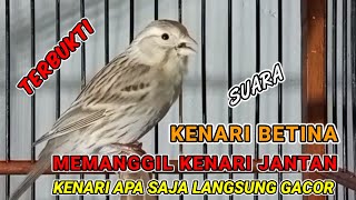 SUARA KENARI BETINA MEMANGGIL JANTAN  Terbukti burung kenari apa saja langsung gacor [upl. by Ained]