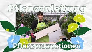 Balkonkasten bepflanzen  Pflanzanleitung Pflanzenkreationen  PflanzenKölle [upl. by Holtz]