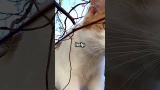 Heroic Rescue Cat Stuck in Tree [upl. by Niwhsa]