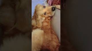 Dhanteras ko takiya kharide😂comedy reels funnyshorts goldenretriever retrievermax [upl. by Awjan624]