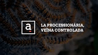 Reportatge La processionària veïna controlada [upl. by Atteynod]