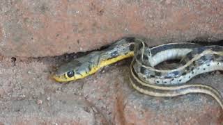 Today we saw a buff striped keelback Snake 🐍 at our house shorts snake [upl. by Ingalls]