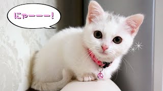 お腹が空いたと鳴くマンチカン子猫！ The Munchkin cat meowingSo cute kitten [upl. by Baggett]