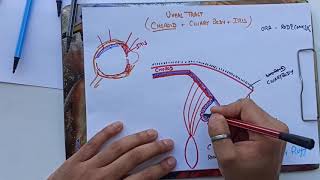 Ciliary Body Anatomy Of Eye Part 5 Uveal Tract Structure of Ciliary body [upl. by Enasus]