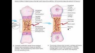 Bone Formation amp Growth [upl. by Hairahcez]